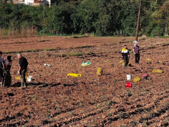 Kriza lomi tuzlansku poljoprivredu: Za spas mlijeka, voća i stočarstva namijenjeno 16 miliona KM
