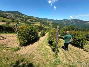 Malina se vraća u Željezno Polje: Veći poticaji donose novu nadu