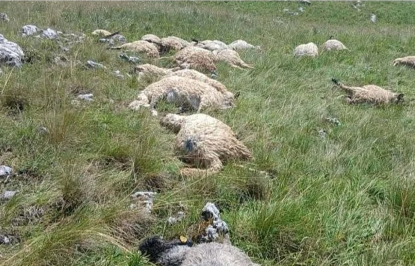 Olujno nevrijeme u BiH pravi štetu stočarima: Gromovi u samo dva dana usmrtili više od 50 ovaca - slika 1