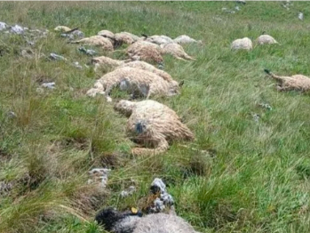 Olujno nevrijeme u BiH pravi štetu stočarima: Gromovi u samo dva dana usmrtili više od 50 ovaca