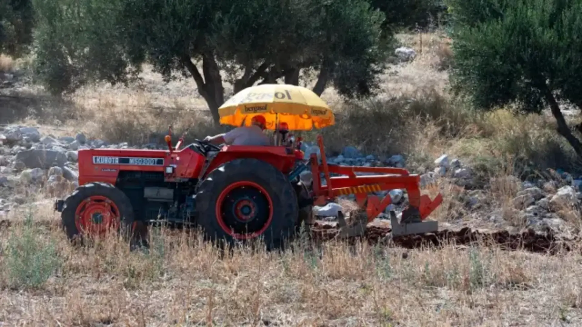 Paklene vrućine i tropske noći: Biljke pod stresom, navodnjavanje jedini spas - slika 1