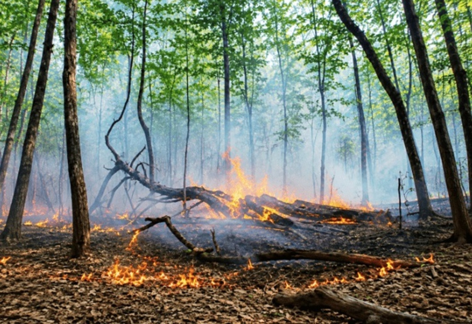 Šumski požari razotkrili slabosti sistema: Federacija 17 godina bez Zakona o šumama - slika 1