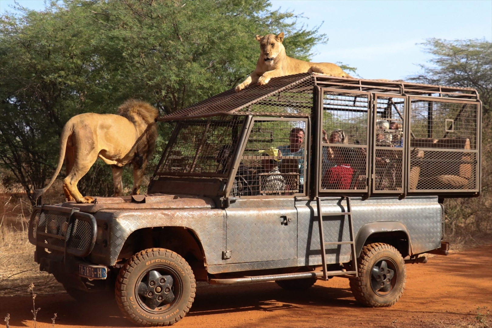 Senagal: Lavovi gledaju ljude koji sjede u kavezima - slika 2