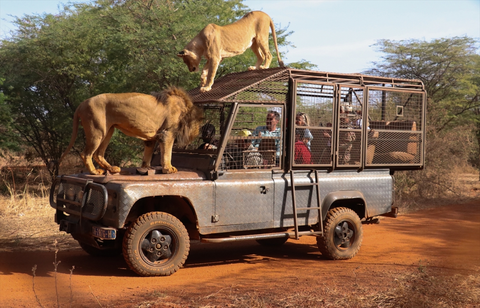 Senagal: Lavovi gledaju ljude koji sjede u kavezima - slika 3
