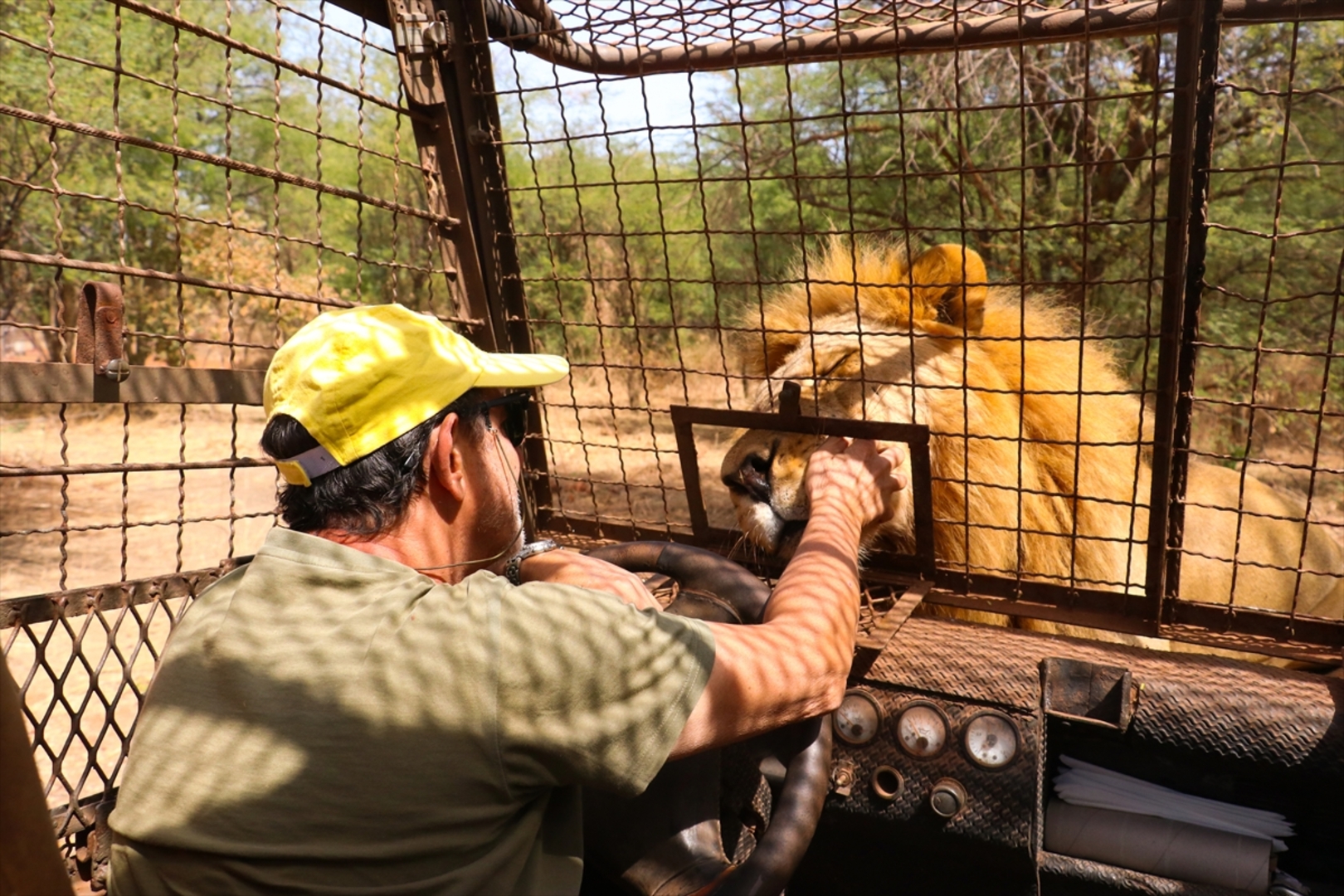 Senagal: Lavovi gledaju ljude koji sjede u kavezima - slika 5