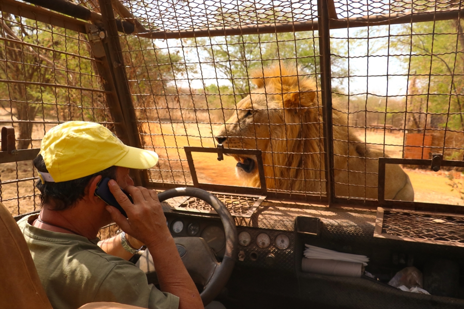 Senagal: Lavovi gledaju ljude koji sjede u kavezima - slika 6