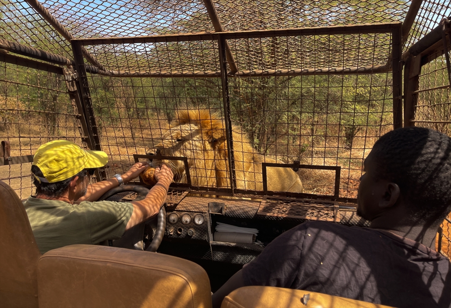 Senagal: Lavovi gledaju ljude koji sjede u kavezima - slika 7