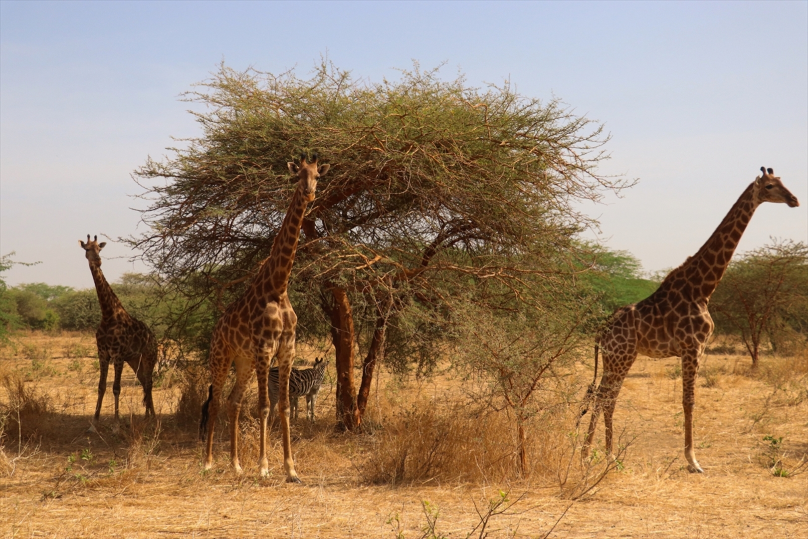 Senagal: Lavovi gledaju ljude koji sjede u kavezima - slika 9