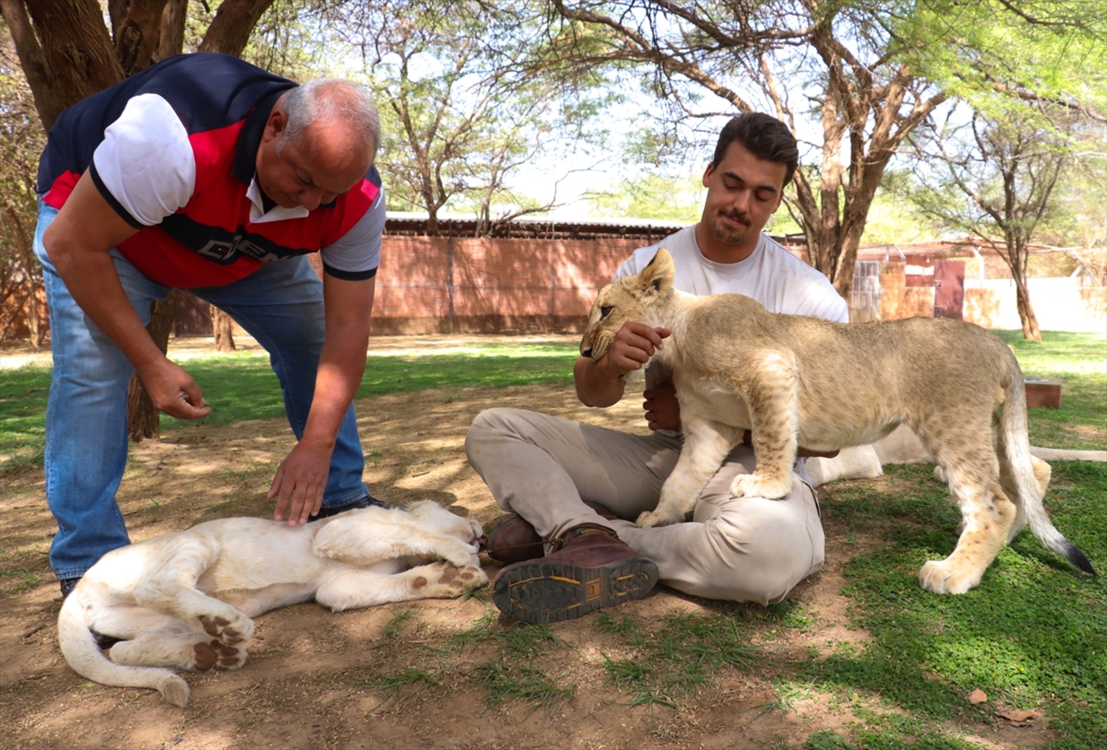 Senagal: Lavovi gledaju ljude koji sjede u kavezima - slika 10
