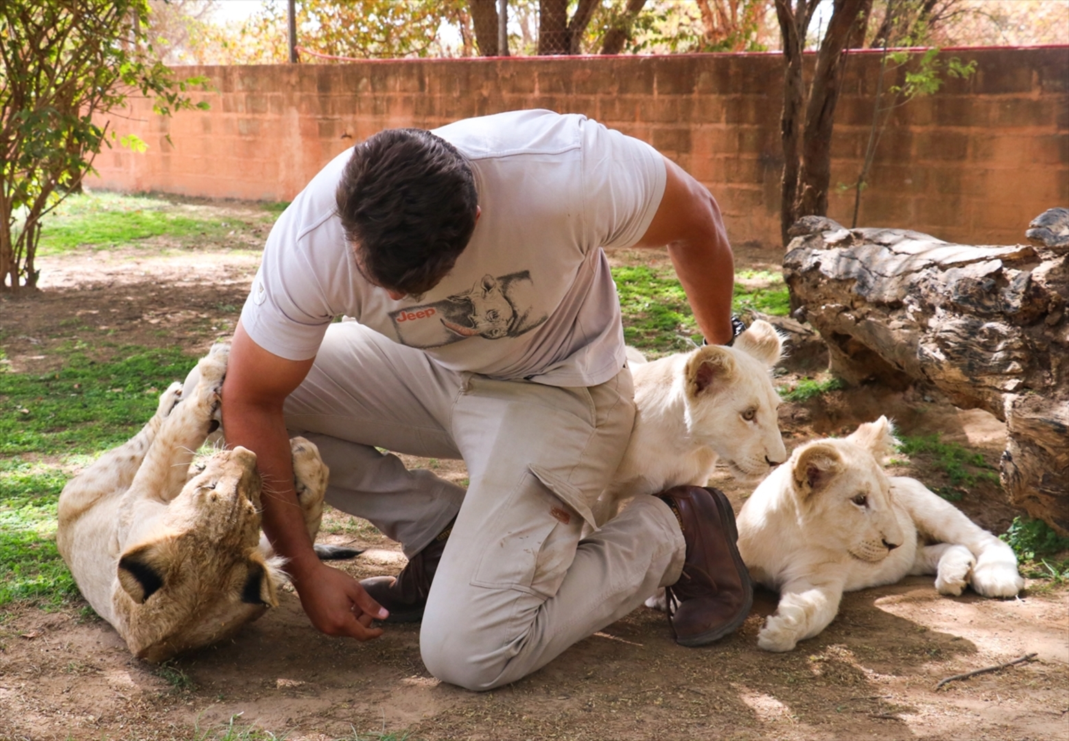 Senagal: Lavovi gledaju ljude koji sjede u kavezima - slika 11