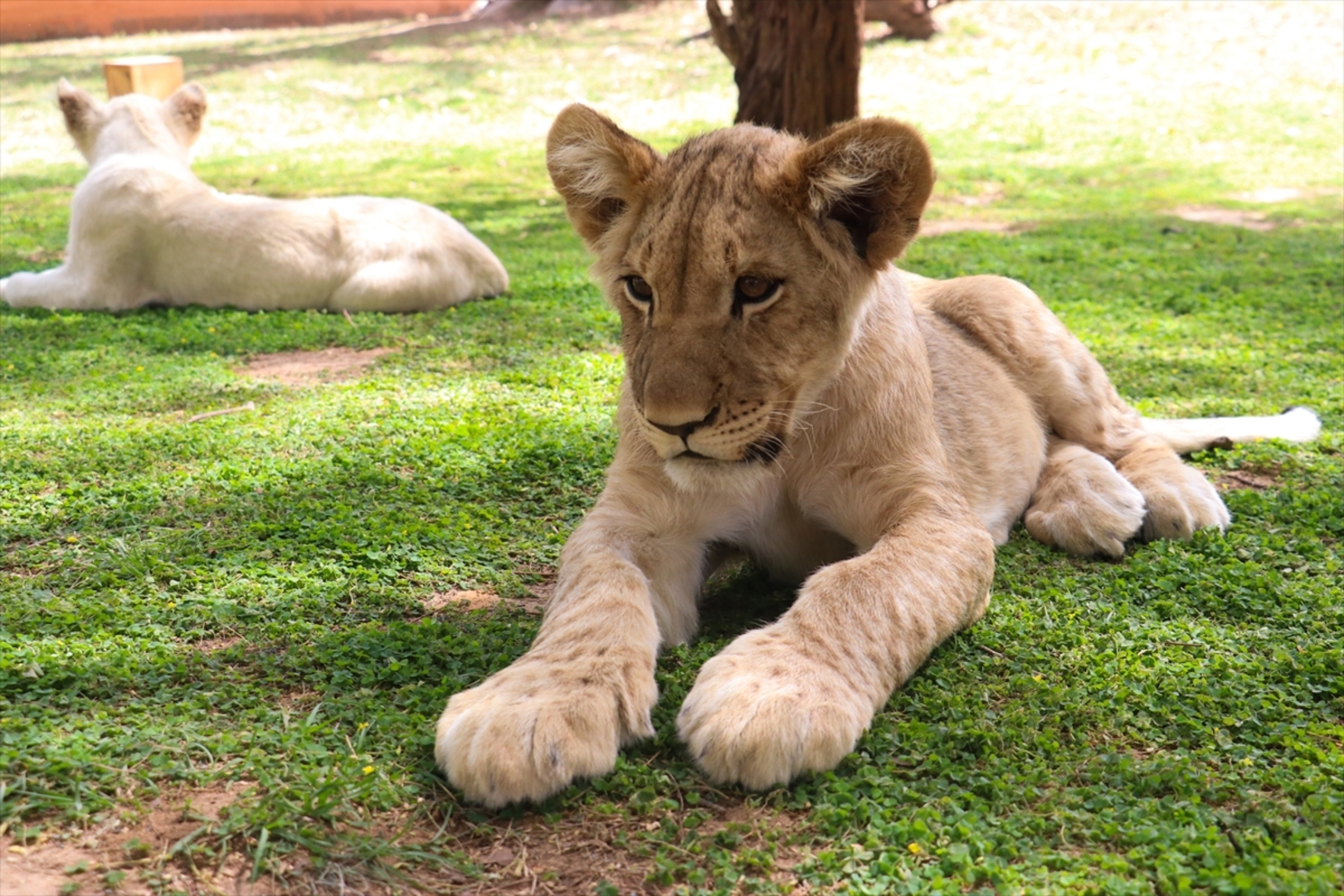 Senagal: Lavovi gledaju ljude koji sjede u kavezima - slika 12