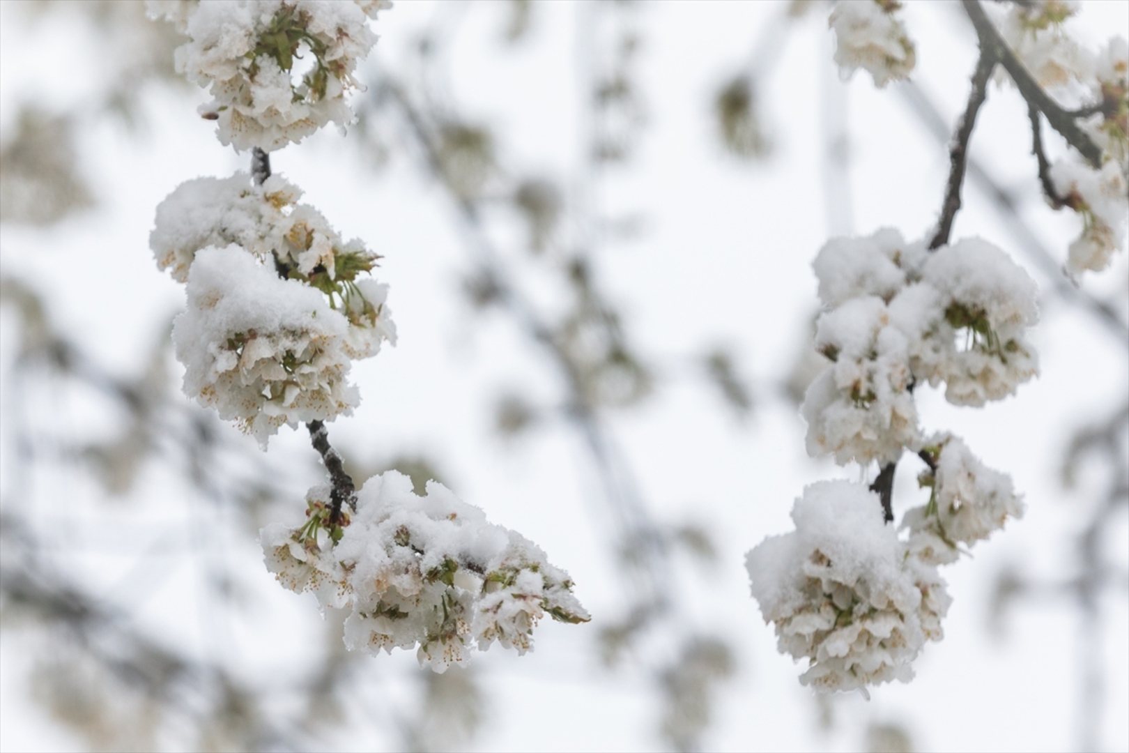 Snijeg prekrio Sloveniju - slika 14