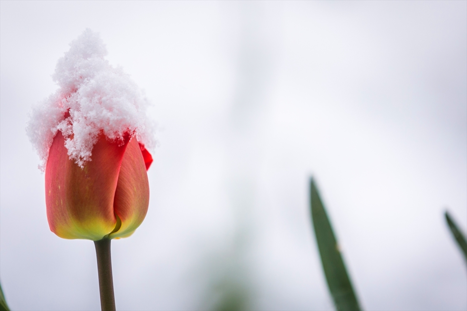 Snijeg prekrio Sloveniju - slika 15