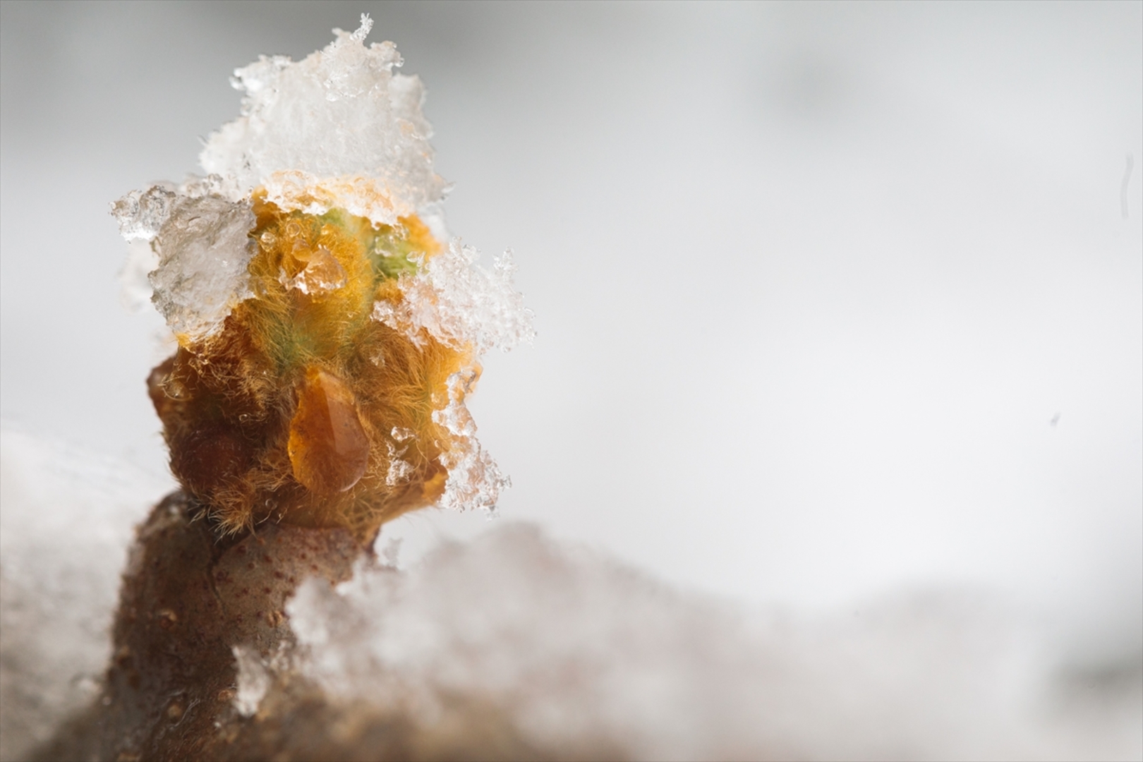 Snijeg prekrio Sloveniju - slika 17