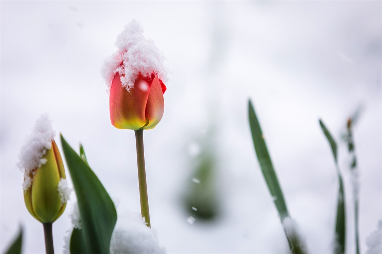 Snijeg prekrio Sloveniju - slika 18