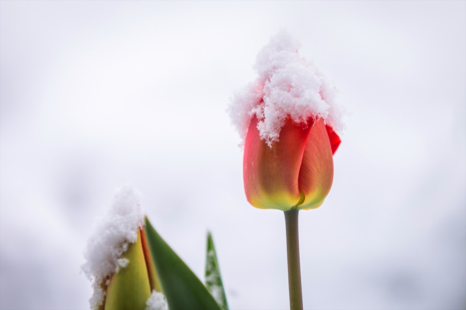 Snijeg prekrio Sloveniju - slika 19