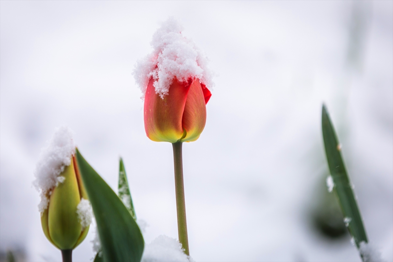 Snijeg prekrio Sloveniju - slika 20