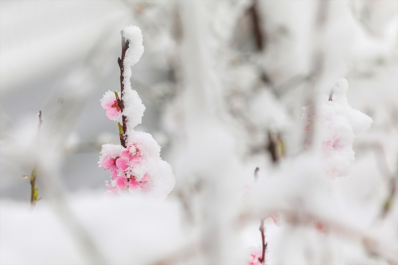 Snijeg prekrio Sloveniju - slika 21
