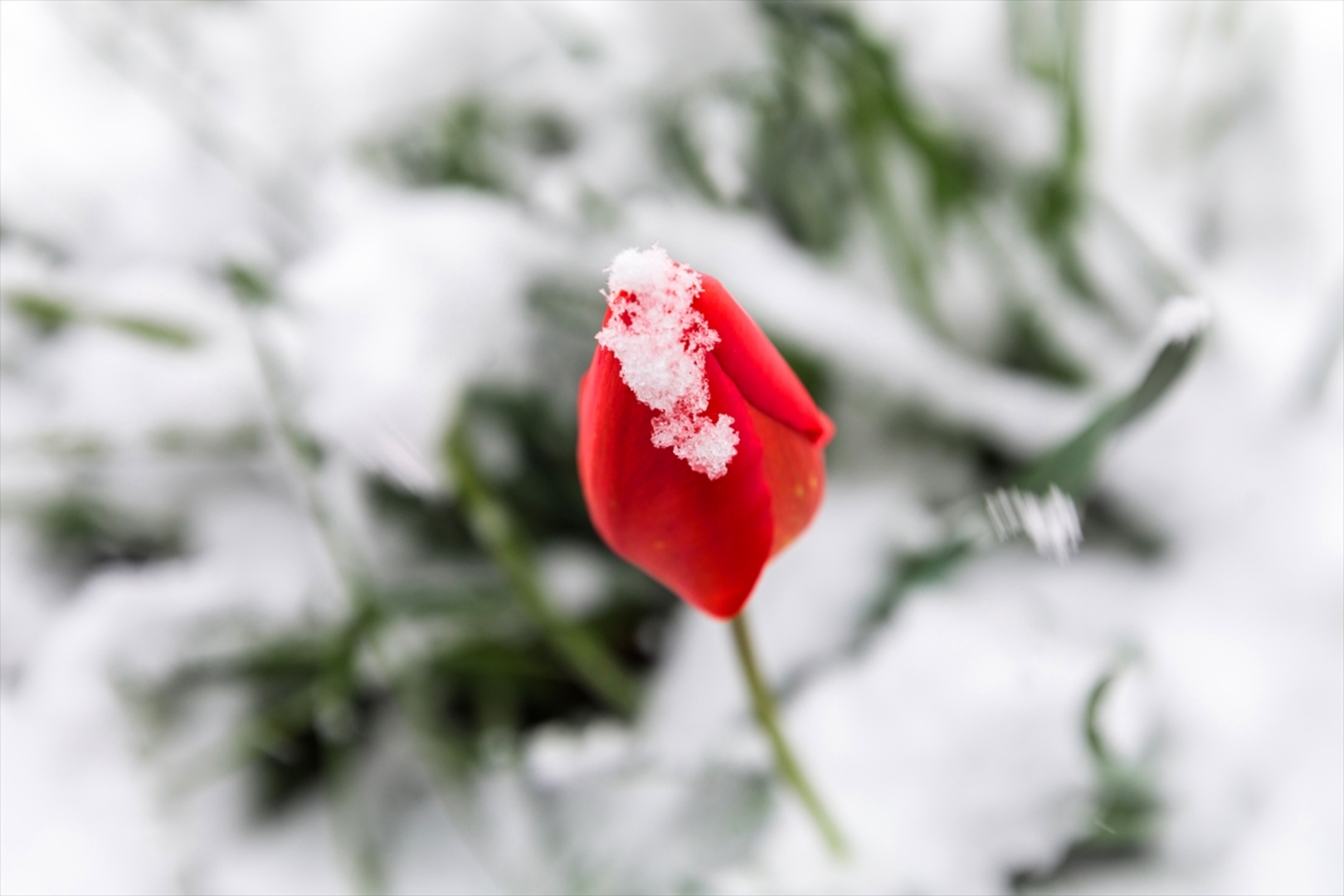 Snijeg prekrio Sloveniju - slika 23