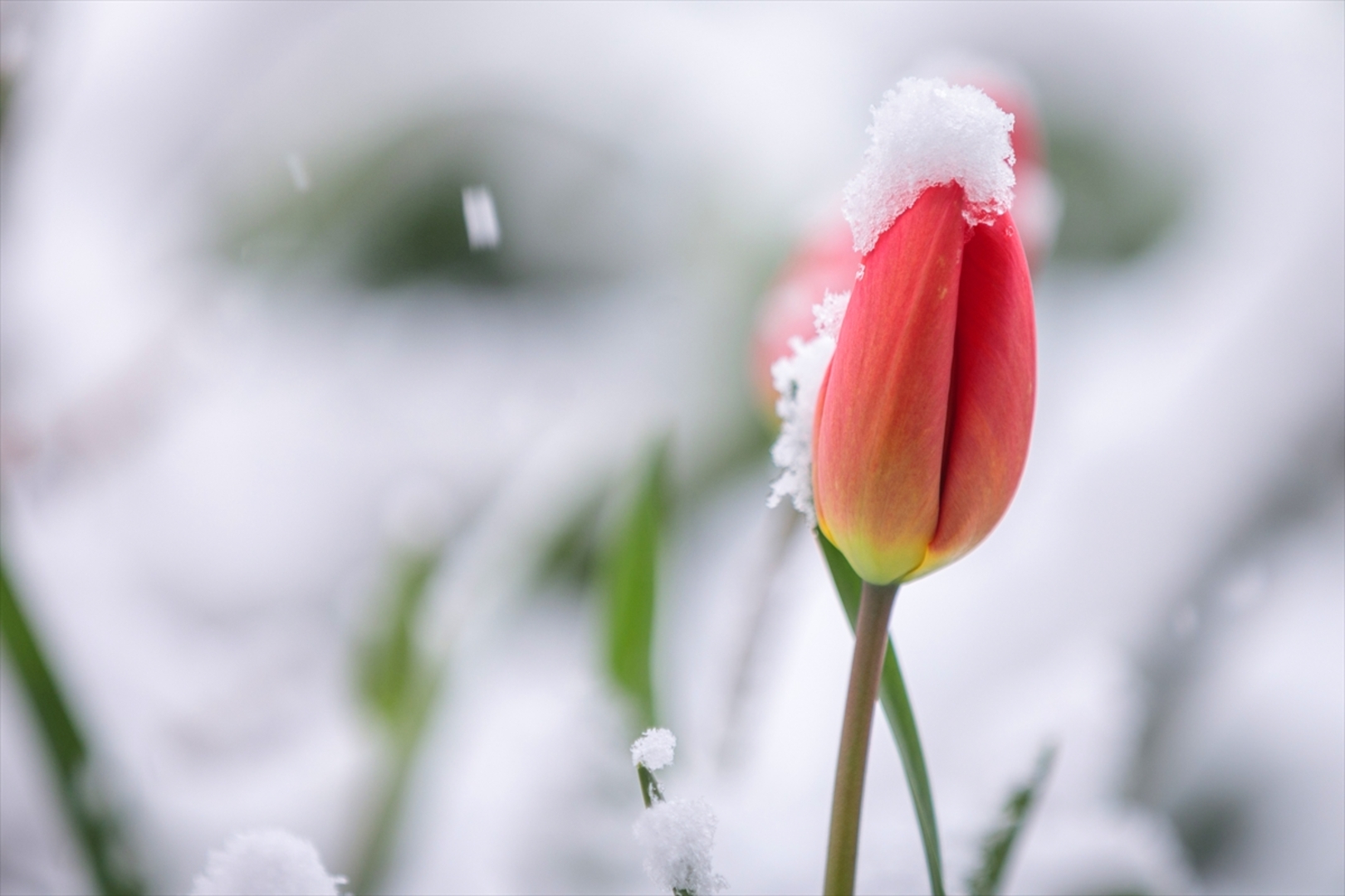 Snijeg prekrio Sloveniju - slika 2