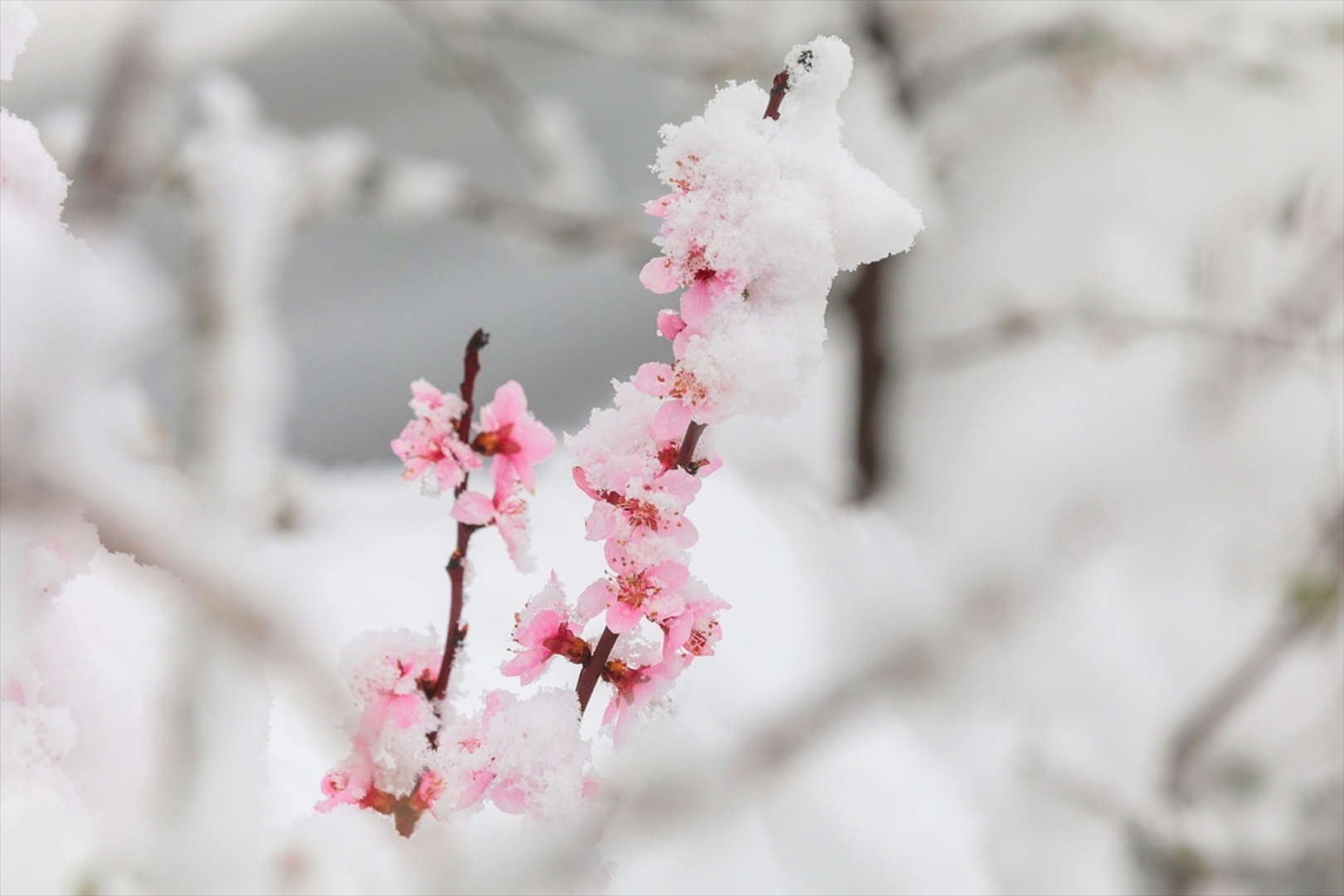 Snijeg prekrio Sloveniju - slika 4