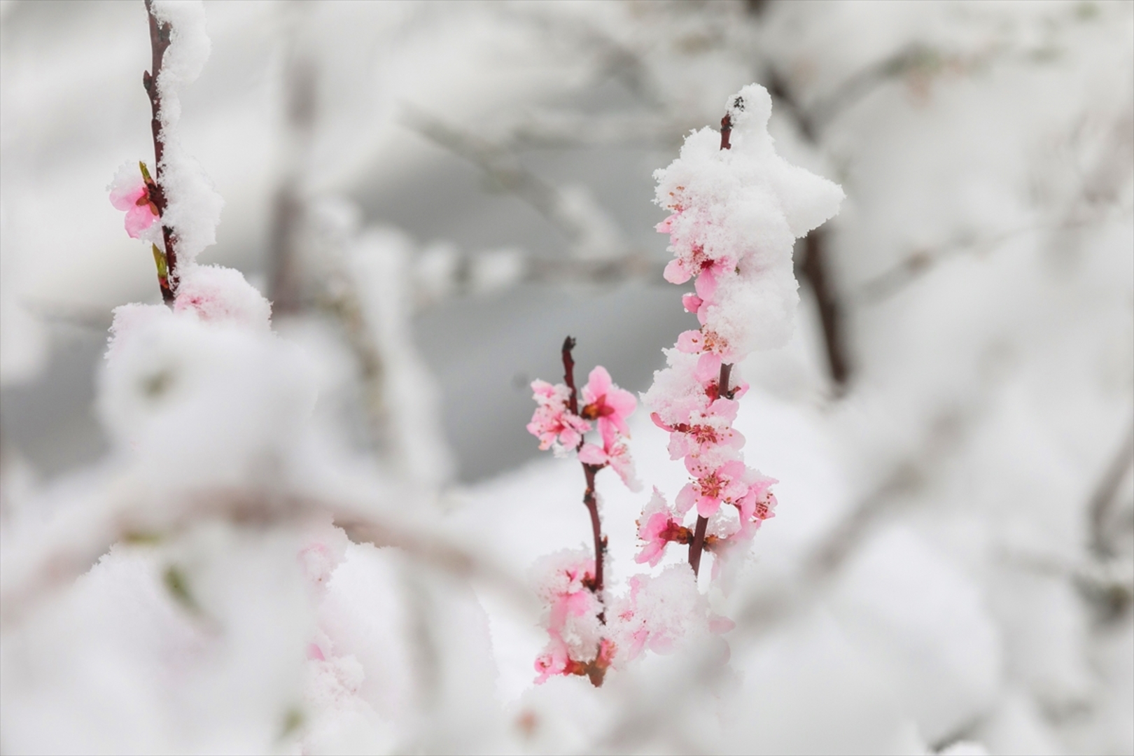 Snijeg prekrio Sloveniju - slika 5