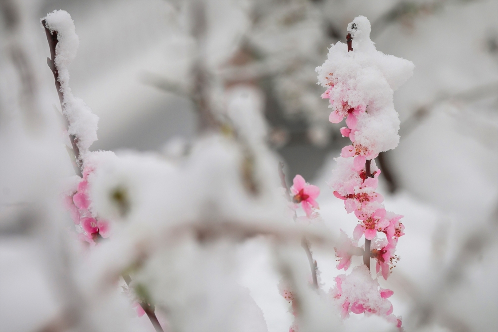 Snijeg prekrio Sloveniju - slika 7