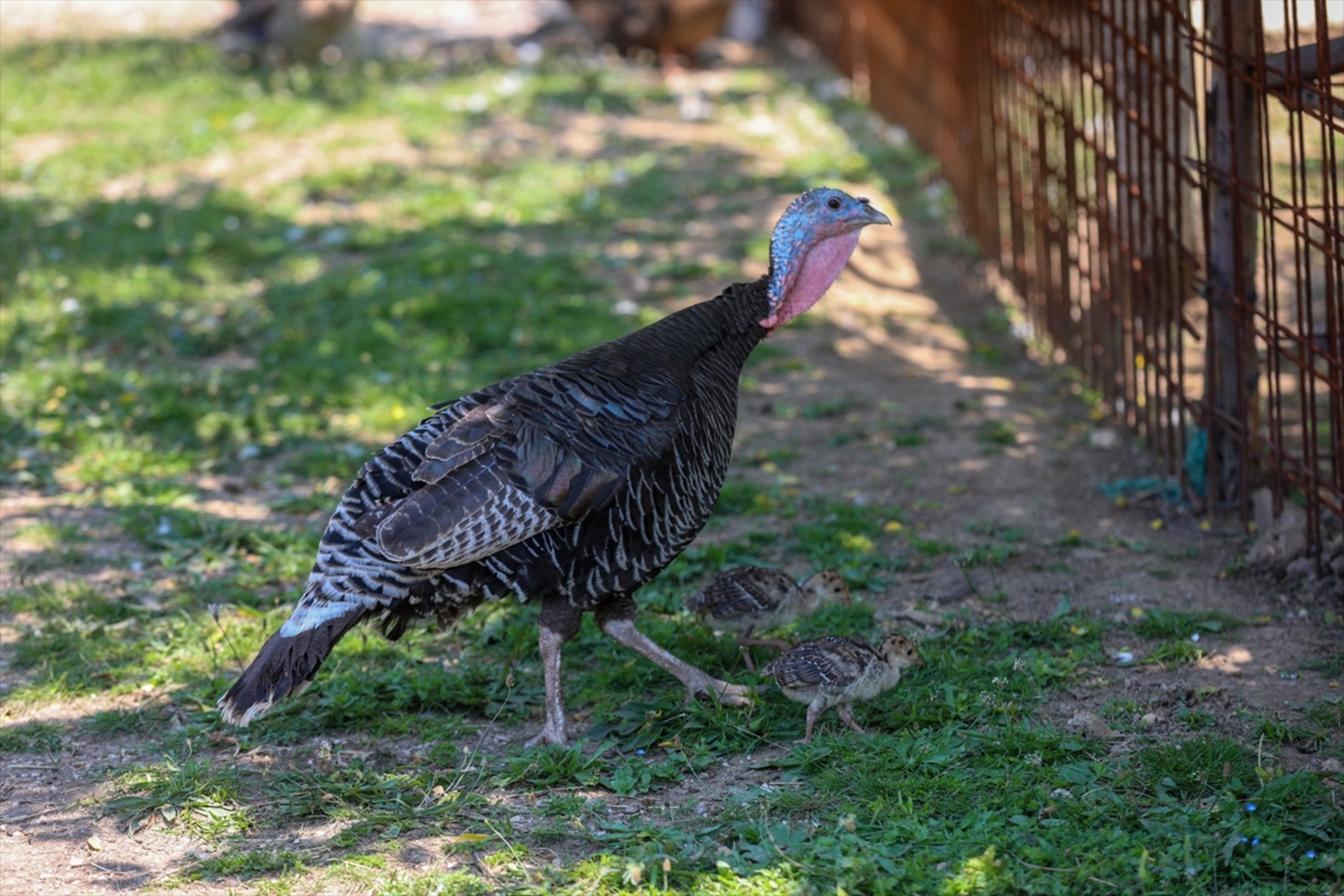 Mini zoološki vrt kod Zenice: Mjesto brige, ljubavi i pomoći životinjama i ljudima - slika 2