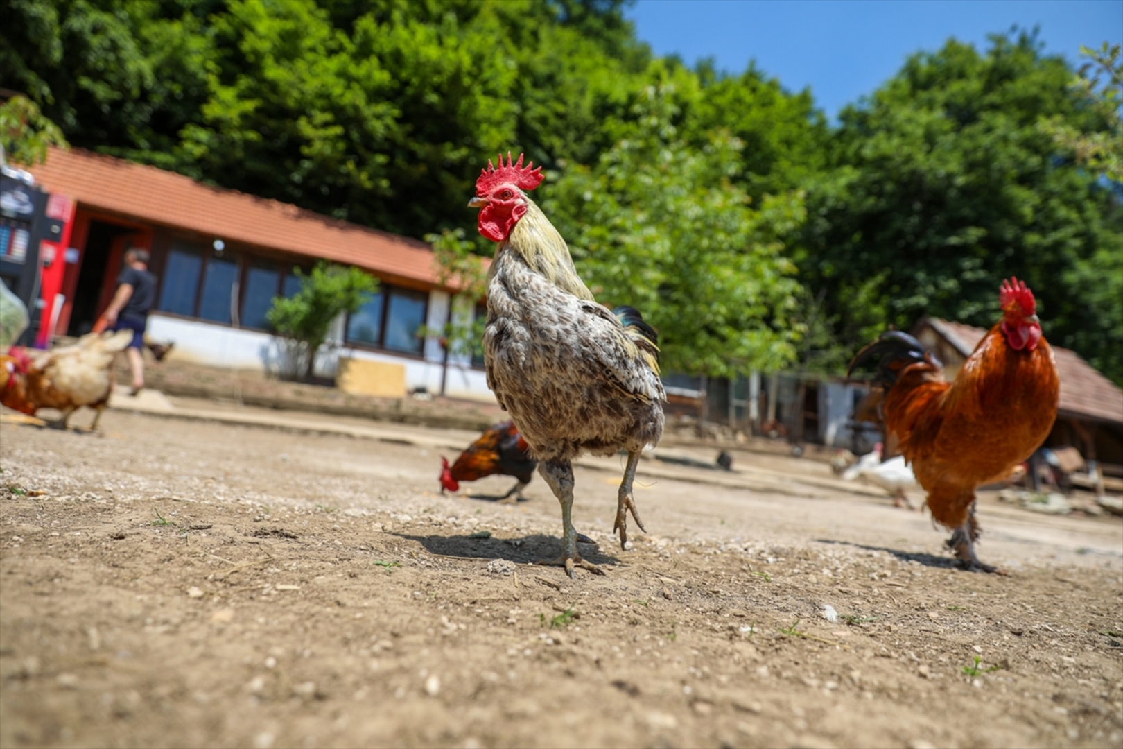 Mini zoološki vrt kod Zenice: Mjesto brige, ljubavi i pomoći životinjama i ljudima - slika 21