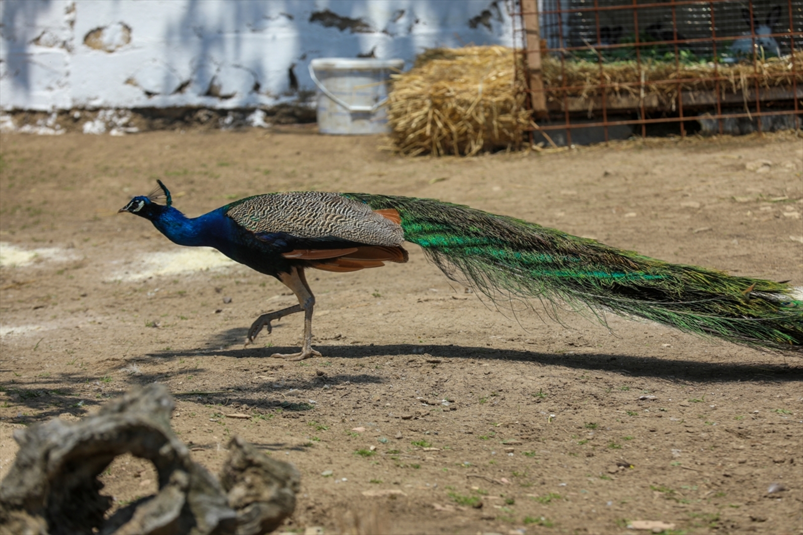 Mini zoološki vrt kod Zenice: Mjesto brige, ljubavi i pomoći životinjama i ljudima - slika 22