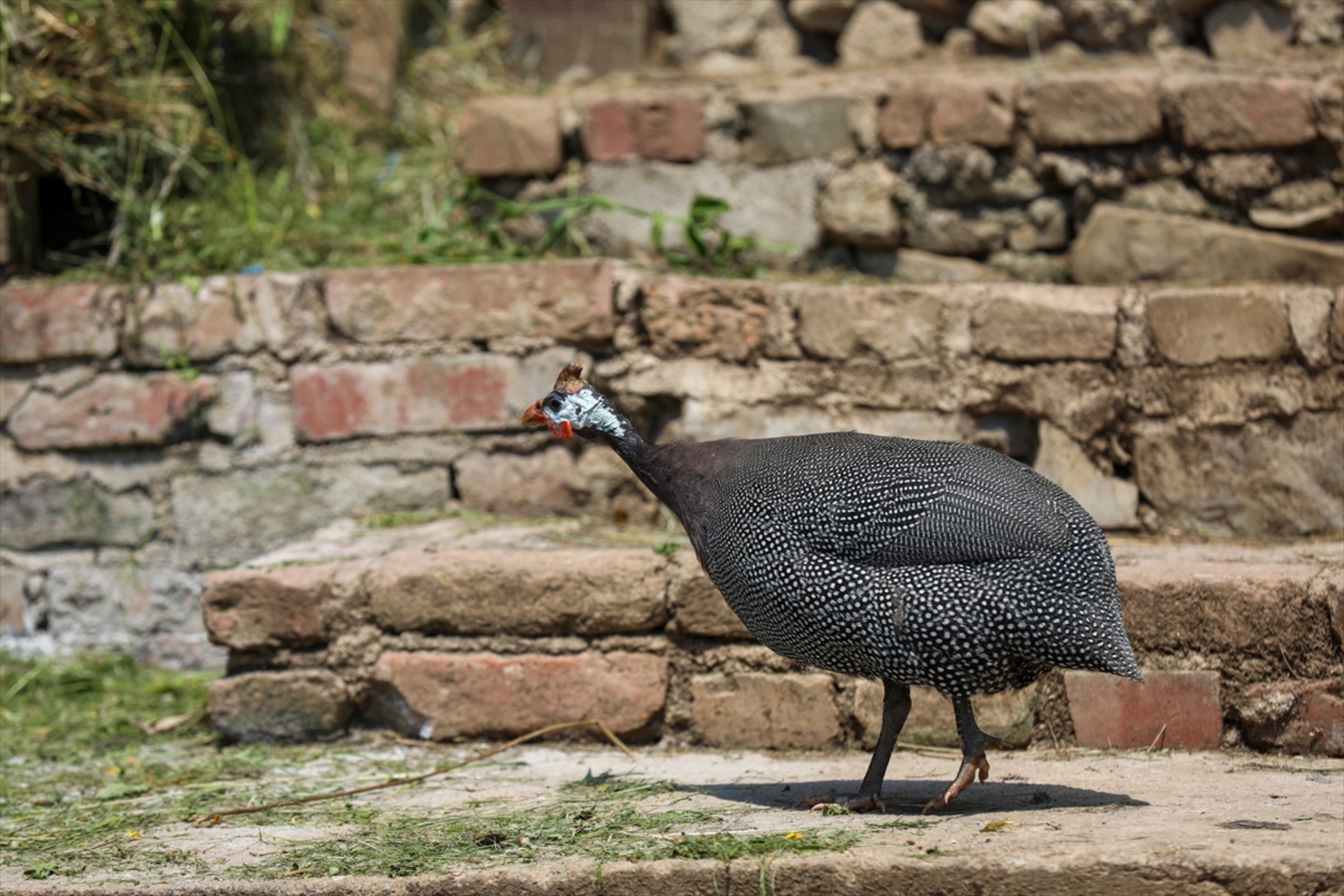 Mini zoološki vrt kod Zenice: Mjesto brige, ljubavi i pomoći životinjama i ljudima - slika 25