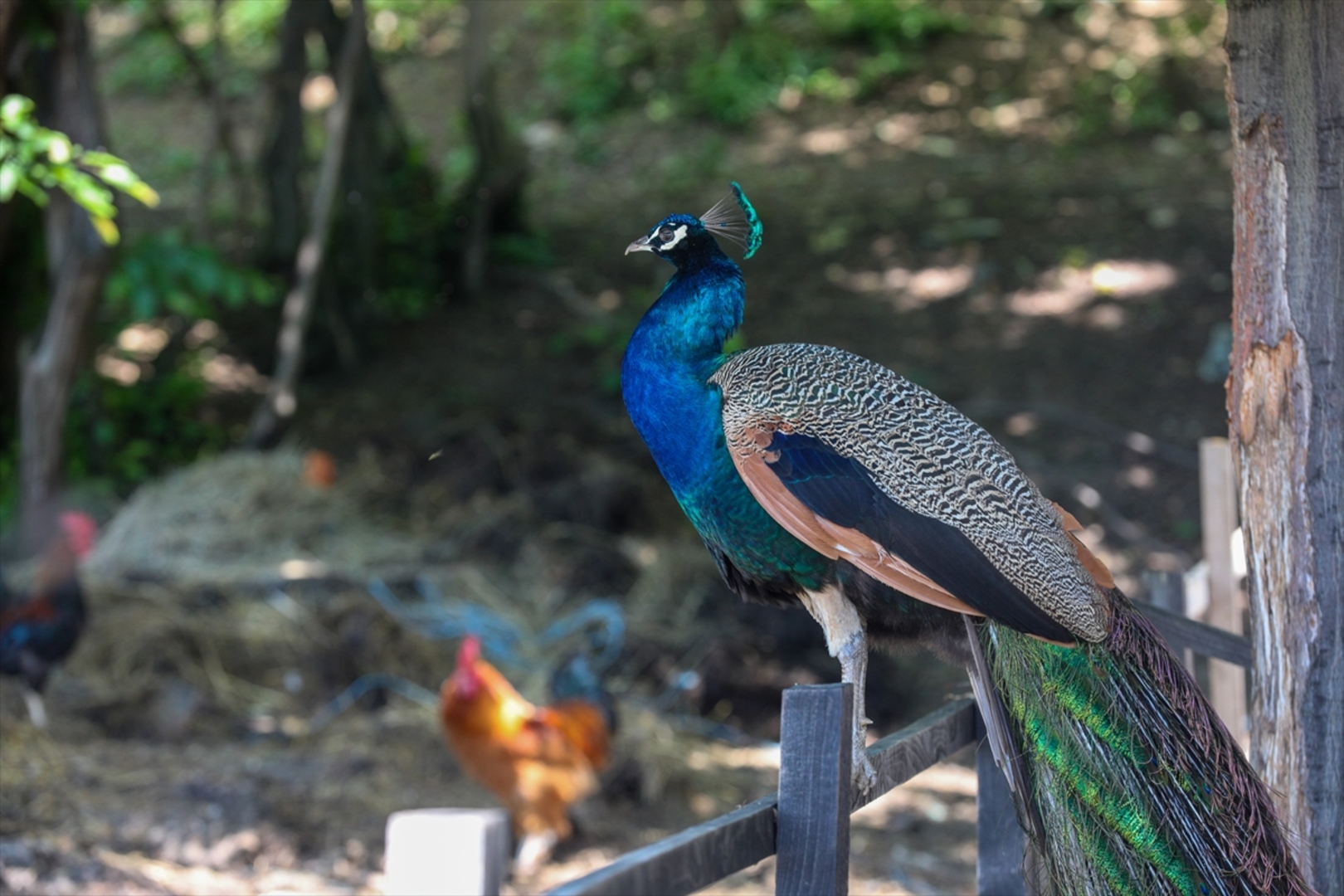 Mini zoološki vrt kod Zenice: Mjesto brige, ljubavi i pomoći životinjama i ljudima - slika 26