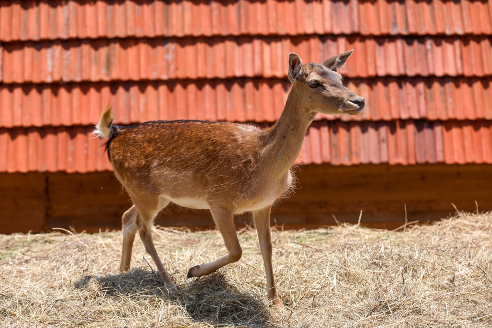 Mini zoološki vrt kod Zenice: Mjesto brige, ljubavi i pomoći životinjama i ljudima - slika 27