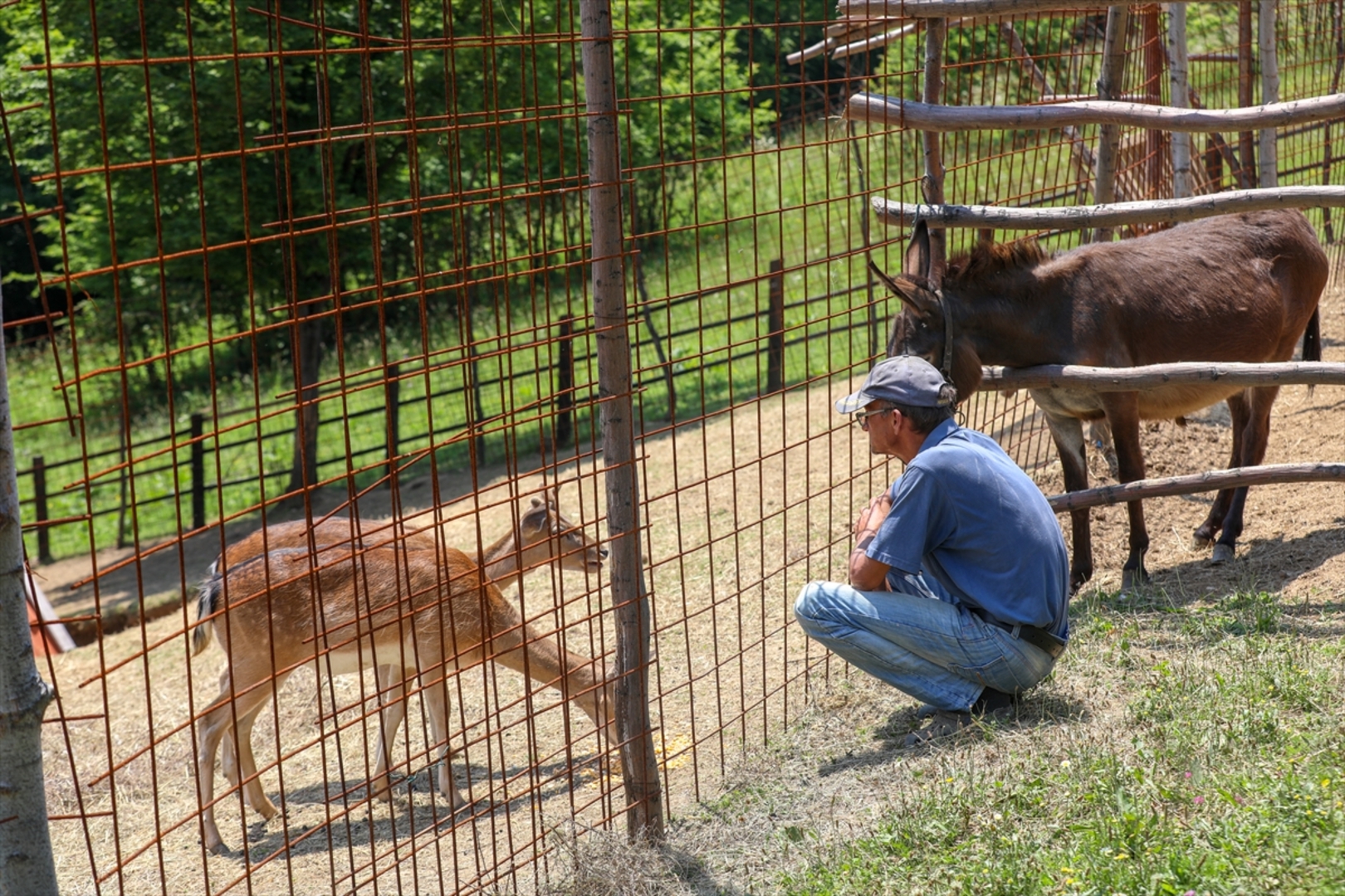 Mini zoološki vrt kod Zenice: Mjesto brige, ljubavi i pomoći životinjama i ljudima - slika 31