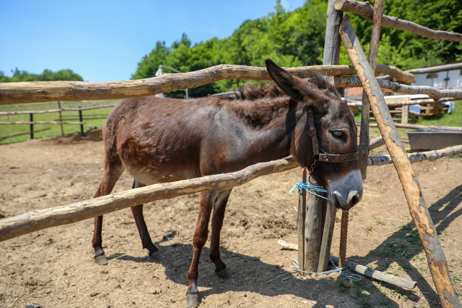 Mini zoološki vrt kod Zenice: Mjesto brige, ljubavi i pomoći životinjama i ljudima - slika 33