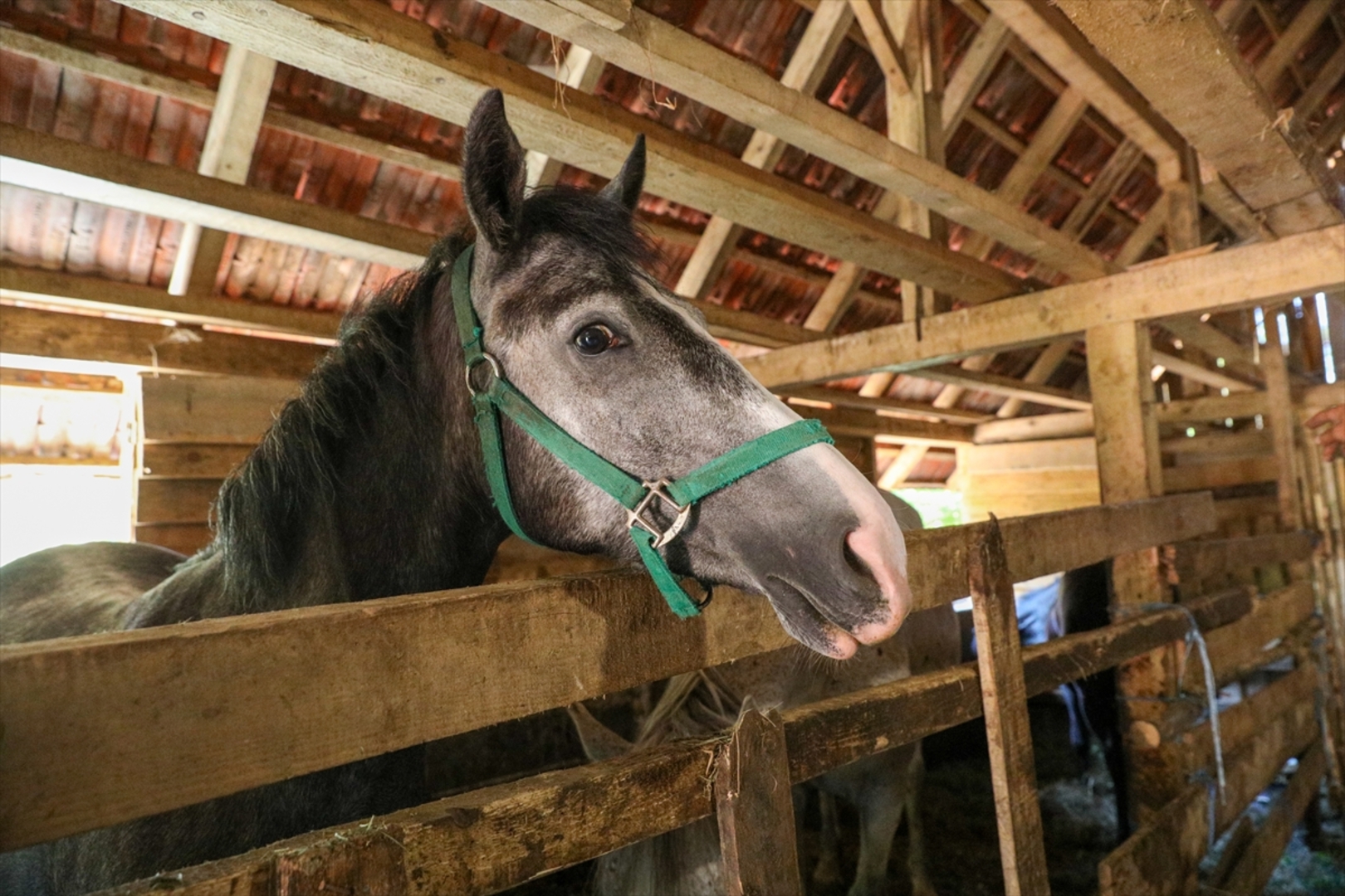 Mini zoološki vrt kod Zenice: Mjesto brige, ljubavi i pomoći životinjama i ljudima - slika 34