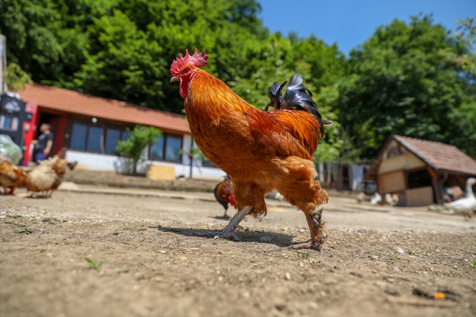 Mini zoološki vrt kod Zenice: Mjesto brige, ljubavi i pomoći životinjama i ljudima - slika 35