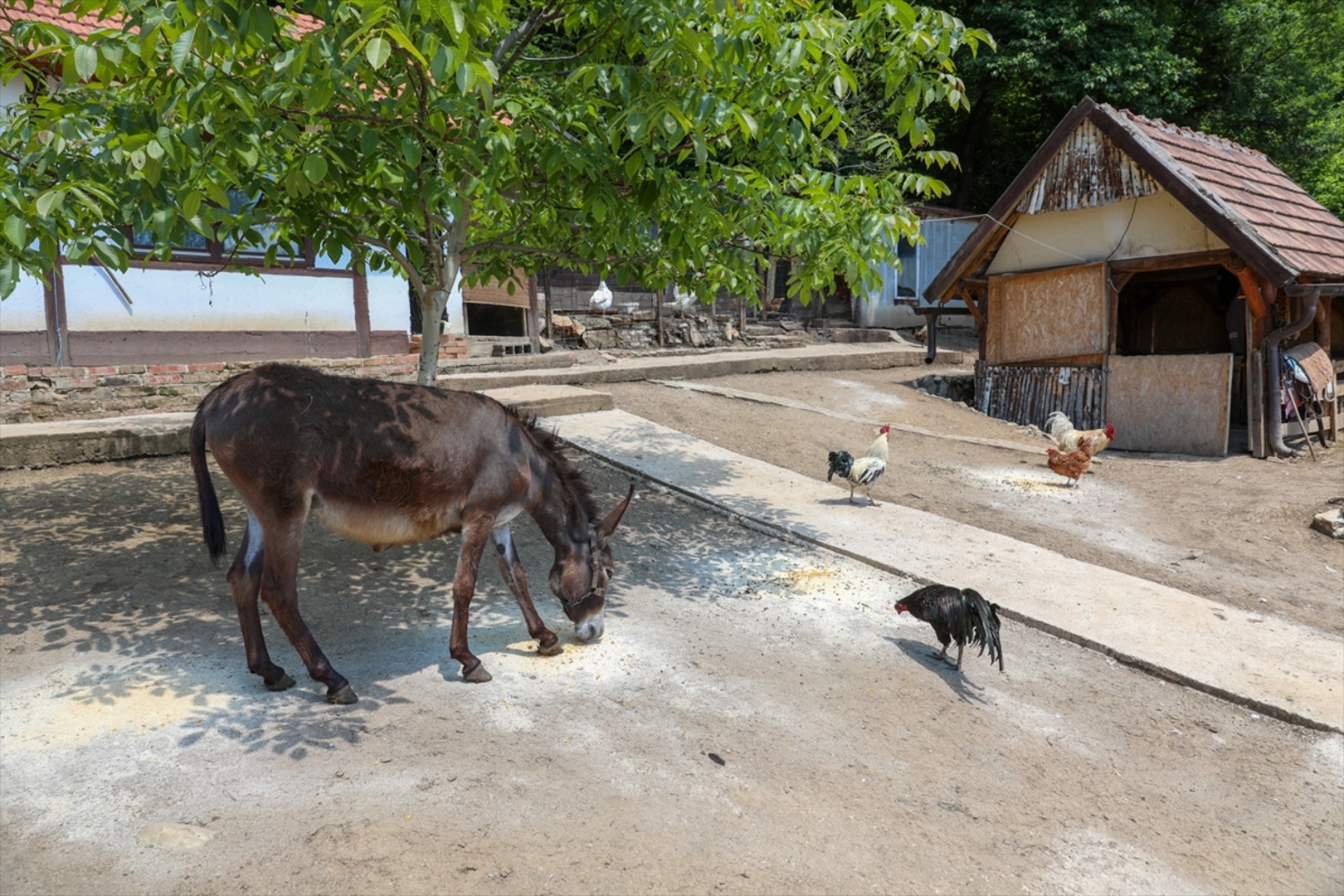 Mini zoološki vrt kod Zenice: Mjesto brige, ljubavi i pomoći životinjama i ljudima - slika 36