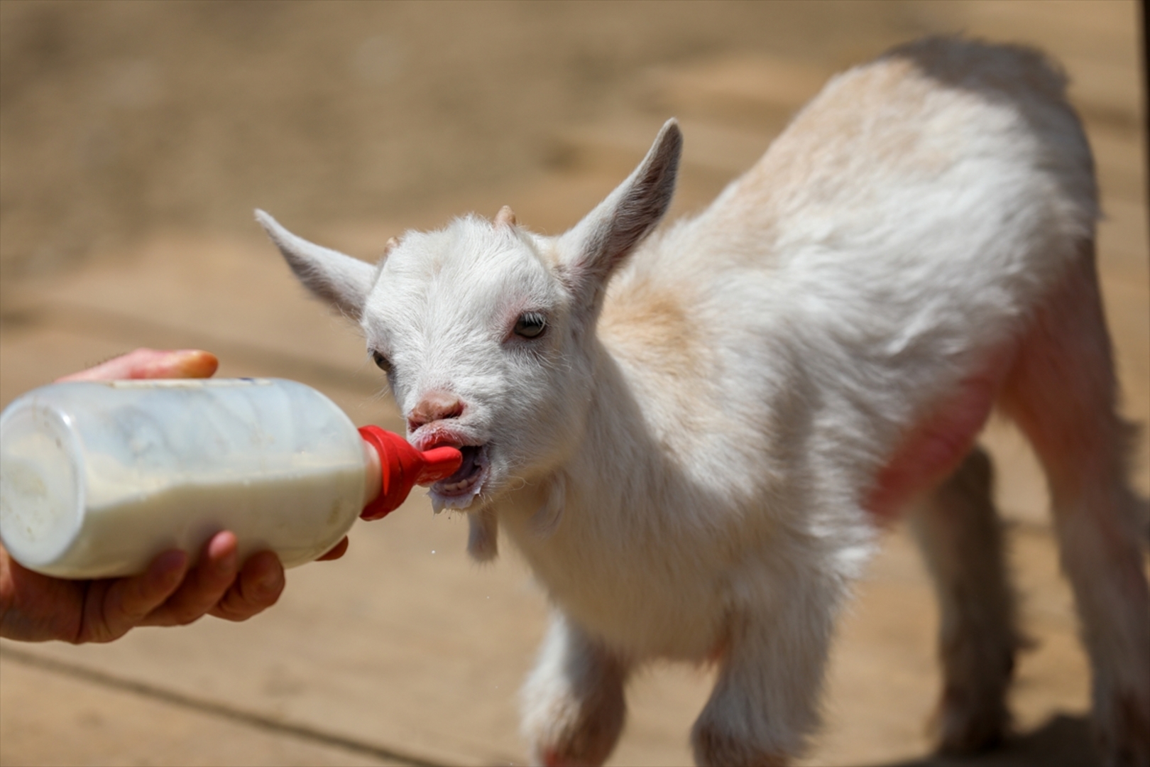 Mini zoološki vrt kod Zenice: Mjesto brige, ljubavi i pomoći životinjama i ljudima - slika 38