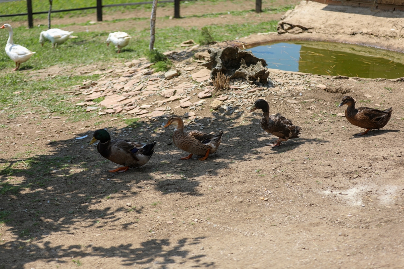 Mini zoološki vrt kod Zenice: Mjesto brige, ljubavi i pomoći životinjama i ljudima - slika 39