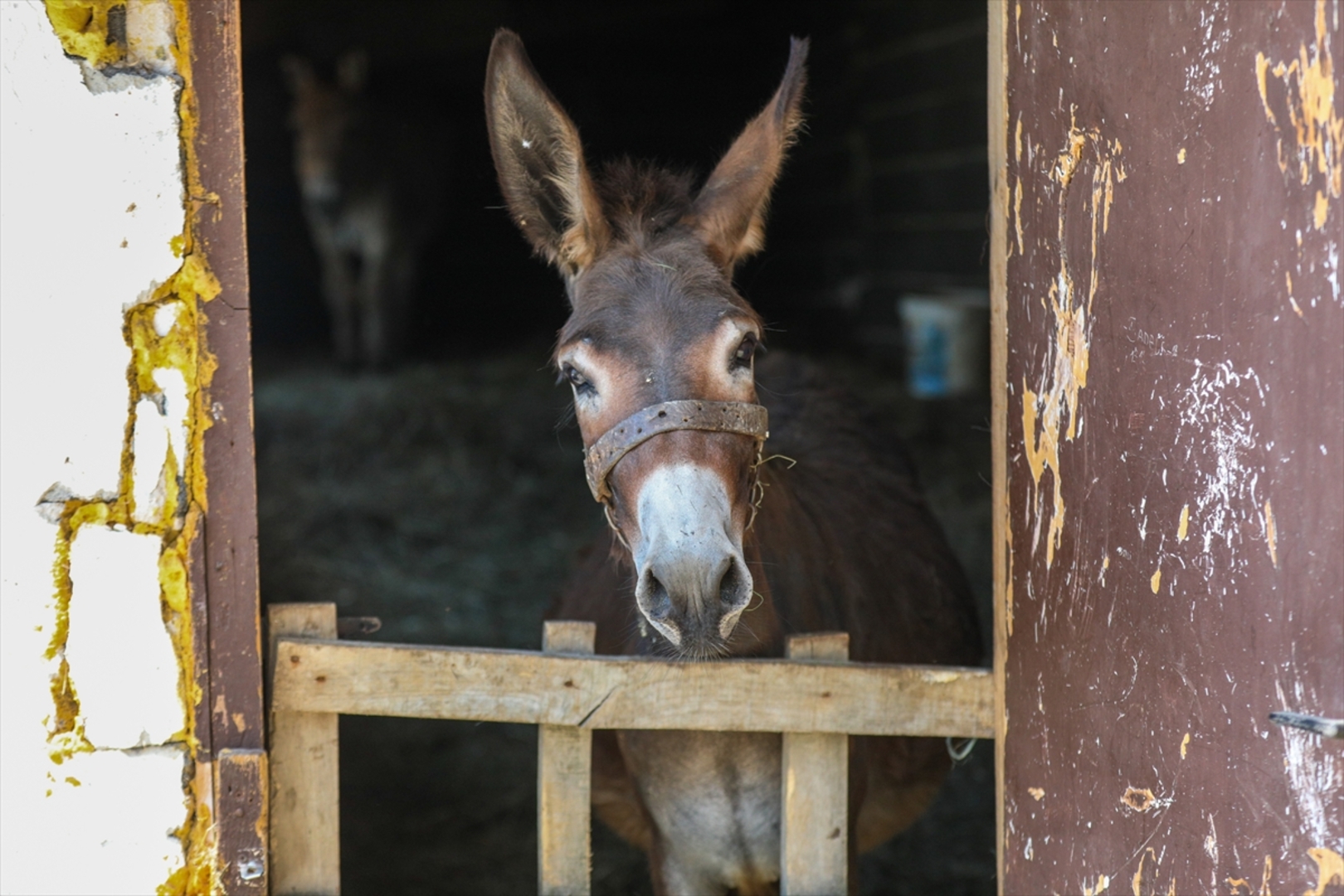Mini zoološki vrt kod Zenice: Mjesto brige, ljubavi i pomoći životinjama i ljudima - slika 40