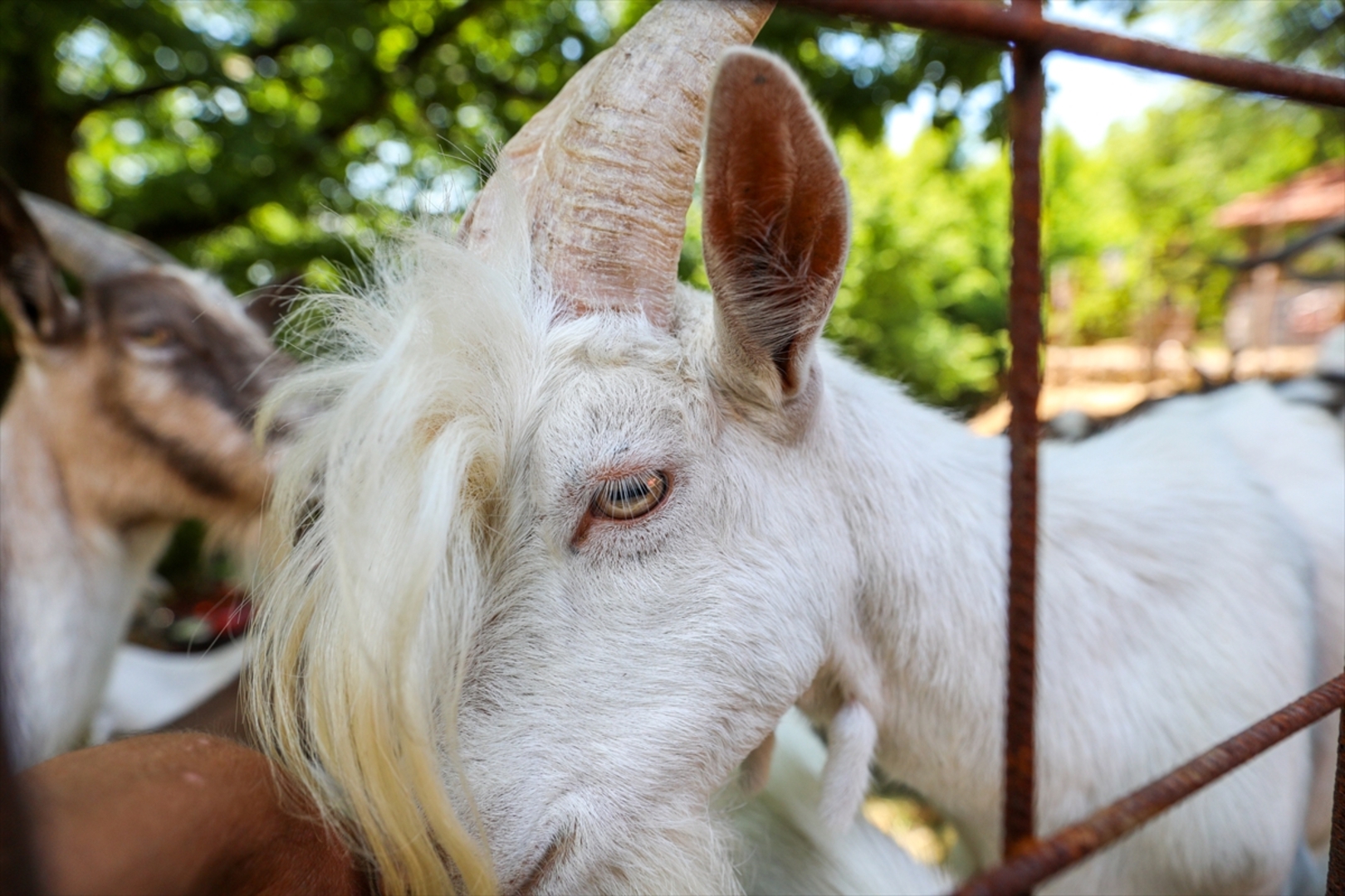 Mini zoološki vrt kod Zenice: Mjesto brige, ljubavi i pomoći životinjama i ljudima - slika 4