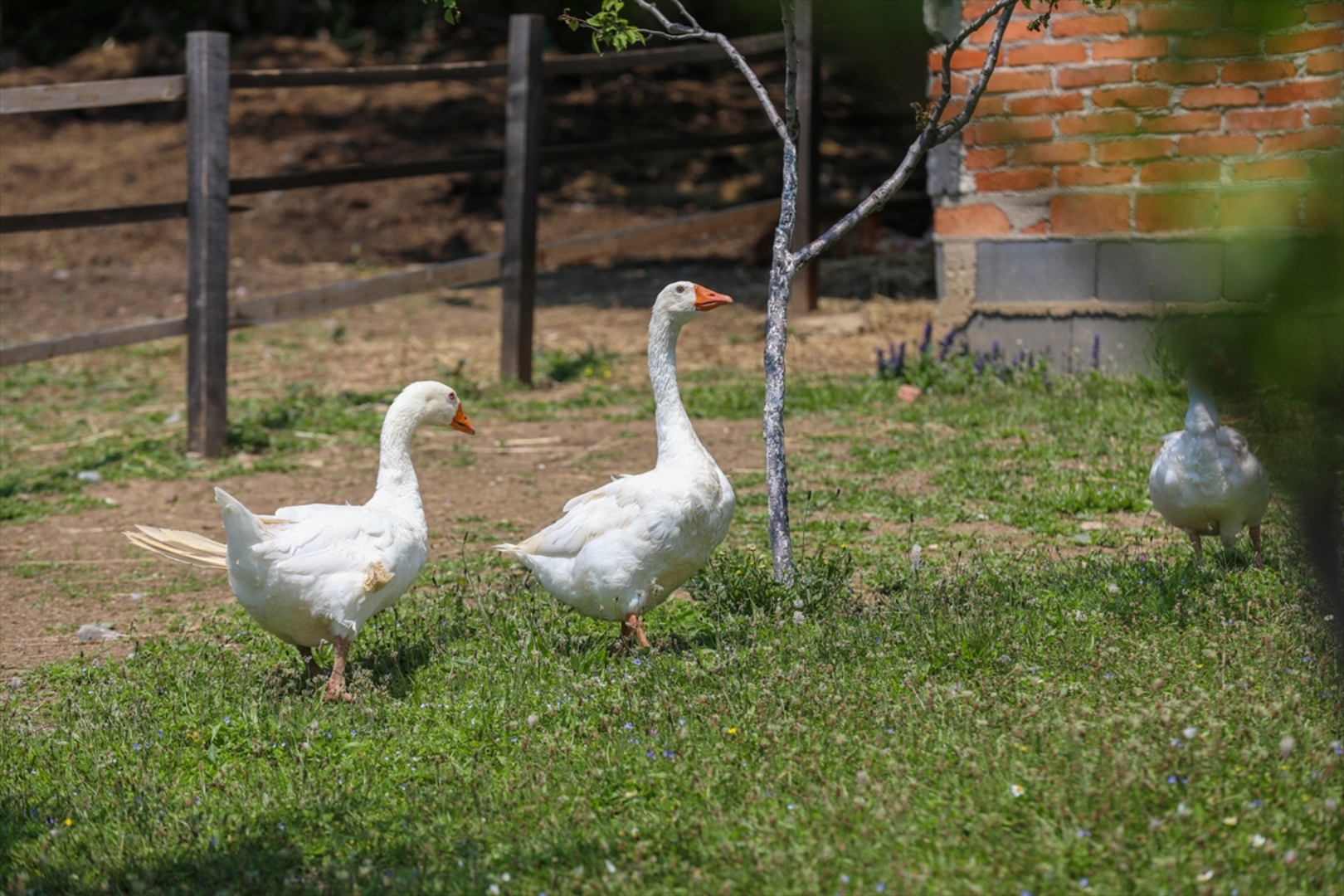 Mini zoološki vrt kod Zenice: Mjesto brige, ljubavi i pomoći životinjama i ljudima - slika 6