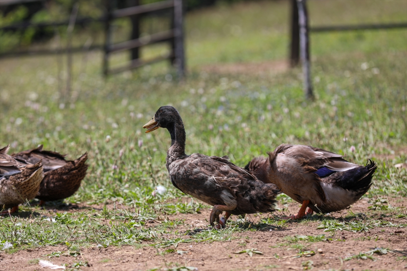 Mini zoološki vrt kod Zenice: Mjesto brige, ljubavi i pomoći životinjama i ljudima - slika 7