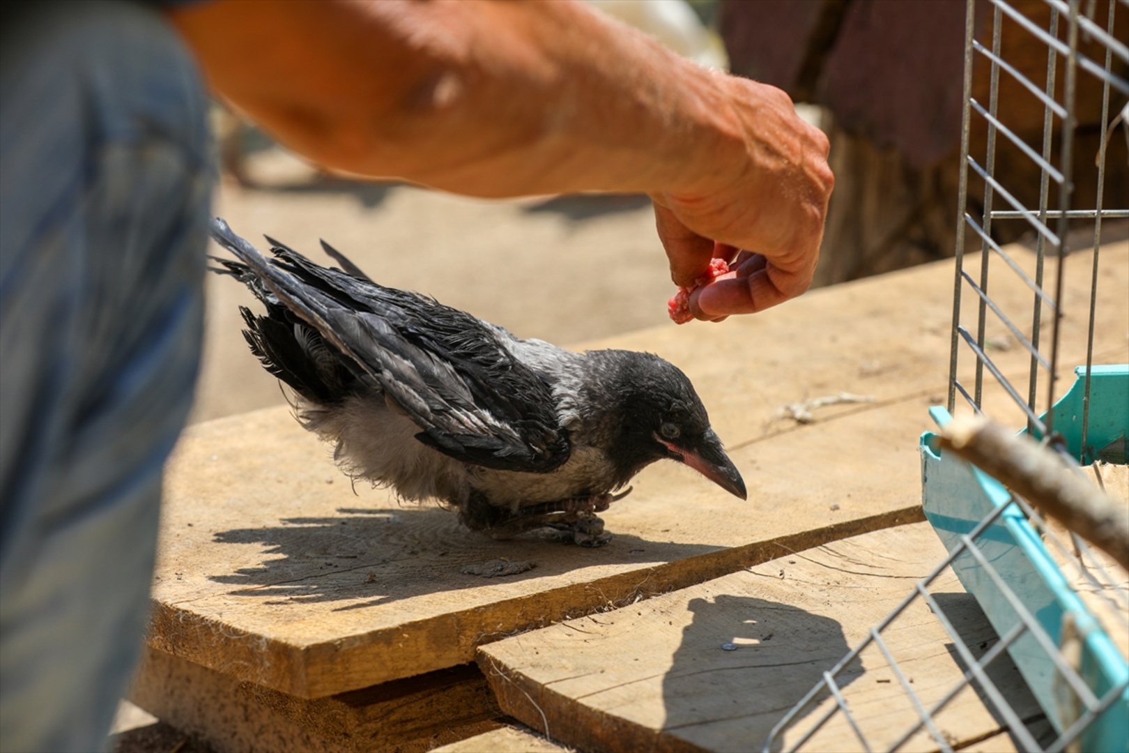 Mini zoološki vrt kod Zenice: Mjesto brige, ljubavi i pomoći životinjama i ljudima - slika 9