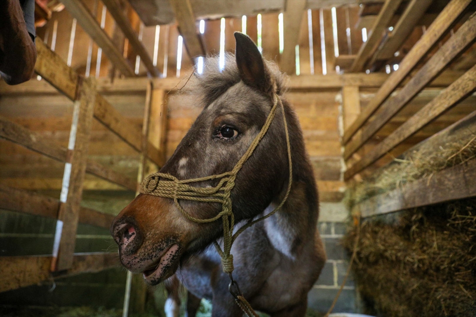 Mini zoološki vrt kod Zenice: Mjesto brige, ljubavi i pomoći životinjama i ljudima - slika 11