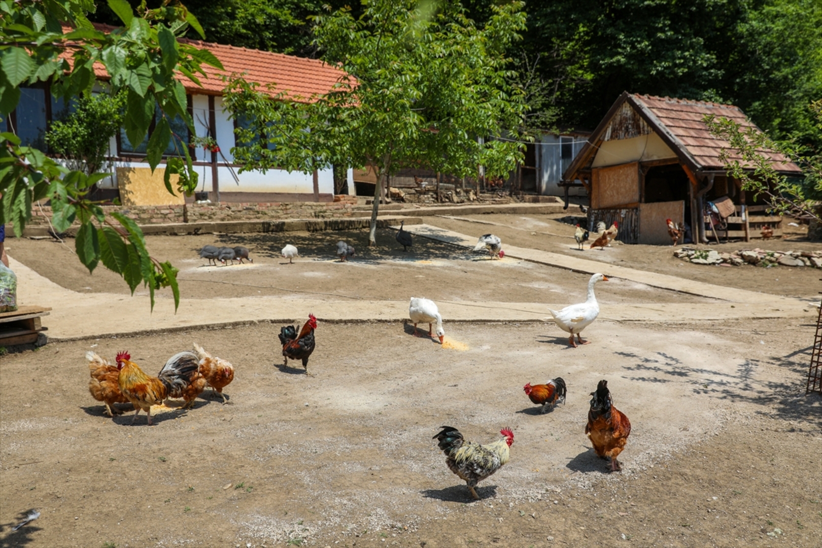 Mini zoološki vrt kod Zenice: Mjesto brige, ljubavi i pomoći životinjama i ljudima - slika 12