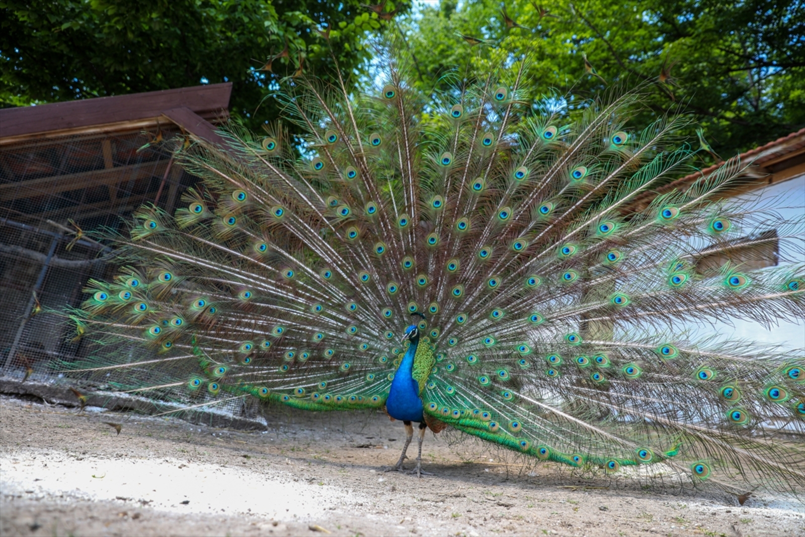 Mini zoološki vrt kod Zenice: Mjesto brige, ljubavi i pomoći životinjama i ljudima - slika 13
