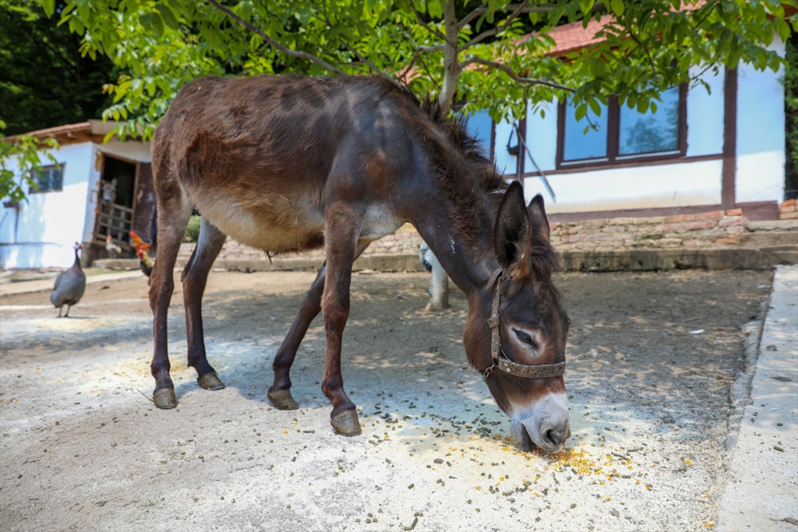 Mini zoološki vrt kod Zenice: Mjesto brige, ljubavi i pomoći životinjama i ljudima - slika 14