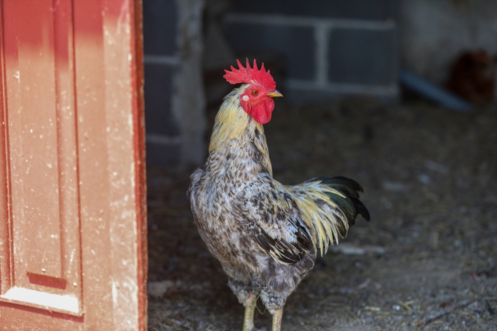 Mini zoološki vrt kod Zenice: Mjesto brige, ljubavi i pomoći životinjama i ljudima - slika 15